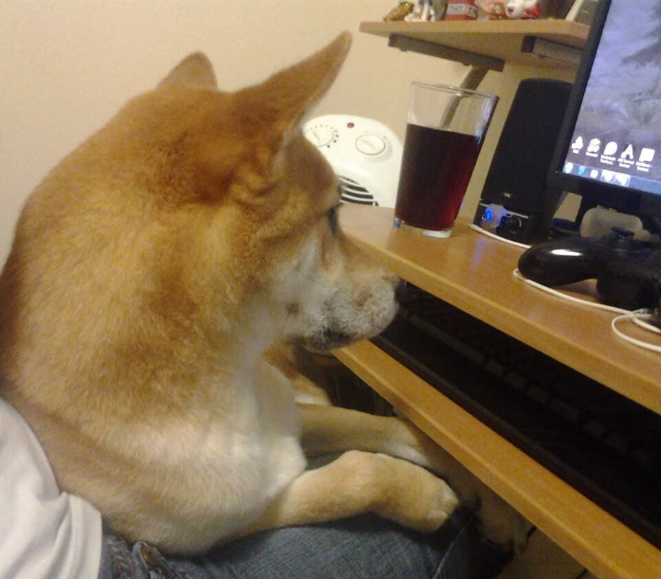 _极限飞盘大赛：空中飞舞的速度激情_，极限飞盘的正式比赛场地