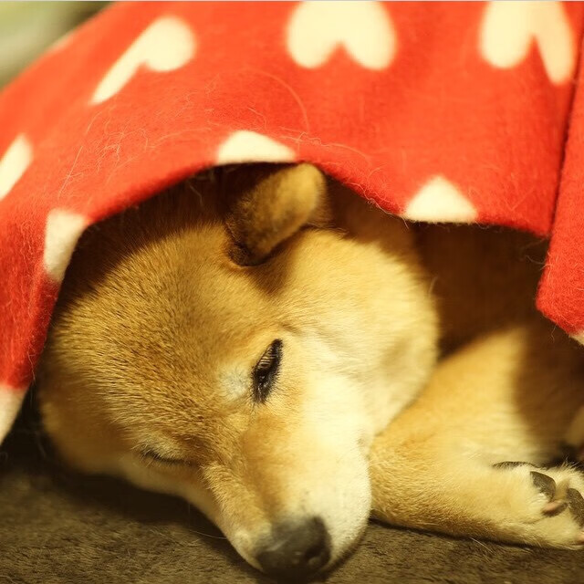 【赛事组织】从现场到线上，全渠道直播带你“云看球”，看球宝云雀直播