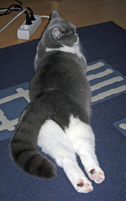 “青少年足球科技水平不断提升，赛事公平可靠”，青少年足球普及