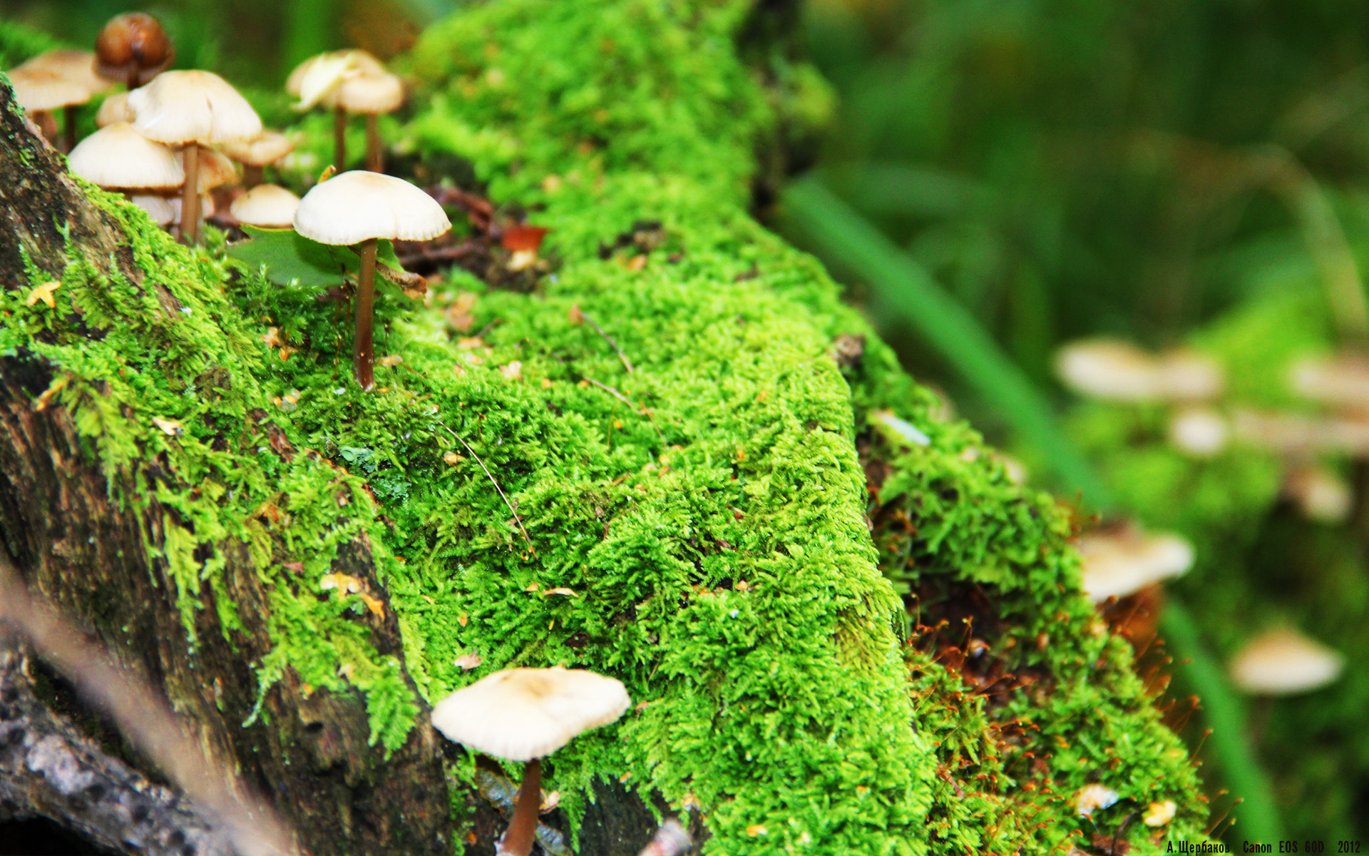 《大奖赛即将开启:全明星阵容耀眼登场》,全明星赛奖项